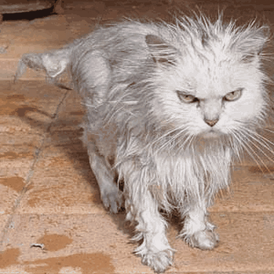 Angry-Face-Cat-Funny-Wet-Image, cat angry face 