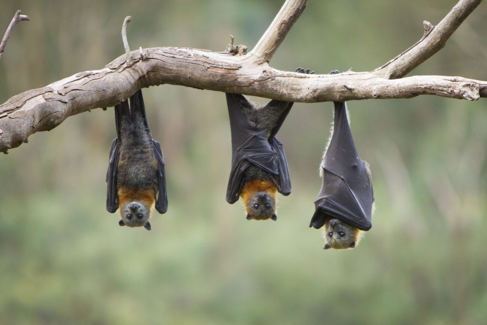 bat