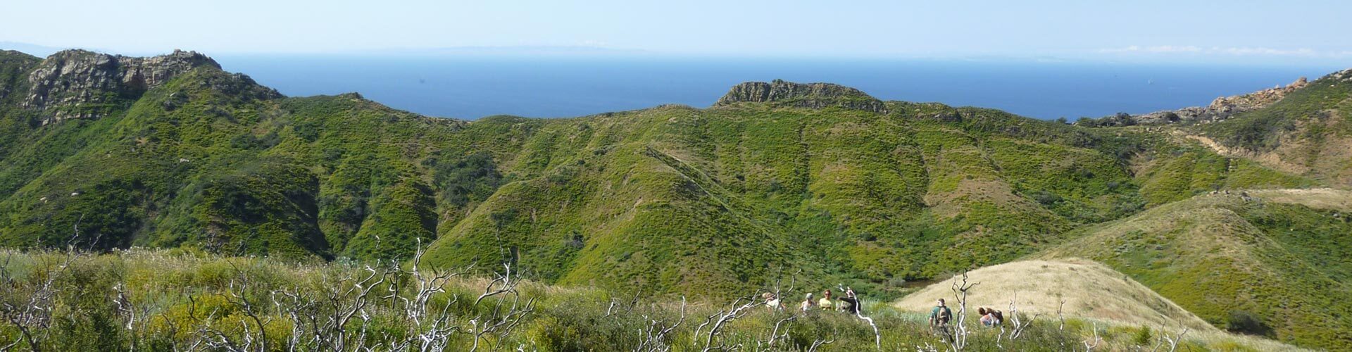 gaviota-2