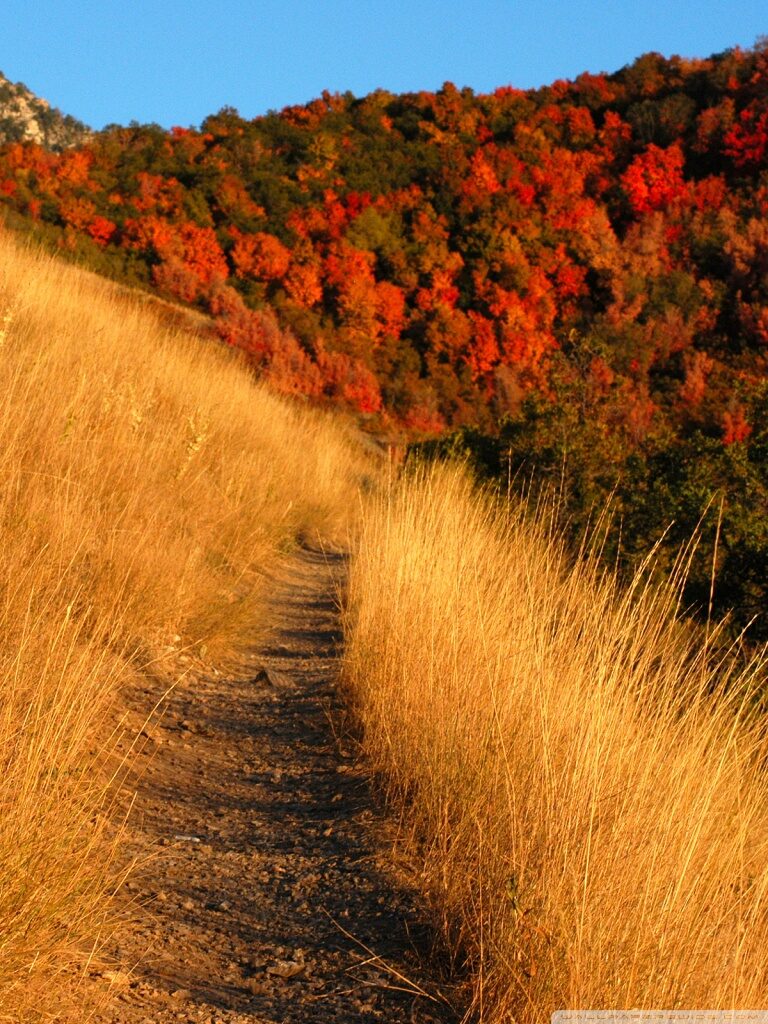 mountain_trail-wallpaper-768×1024