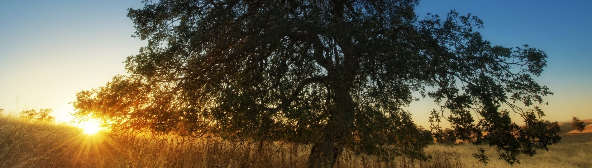view_from_arastradero_preserve-wallpaper-1920×600